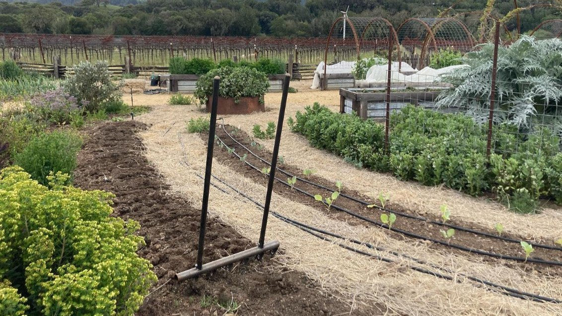 The 7 tine Market Gardener Treadlite Broadfork cultivating the soil at Pennyroyal Farm in California